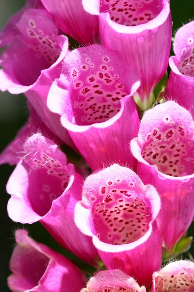 Letní květina — Stock fotografie