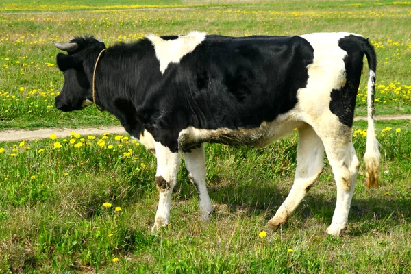 Paesaggio bovino — Foto Stock