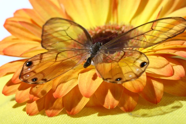 stock image Butterfly