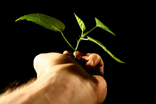 Hand växt — Stockfoto