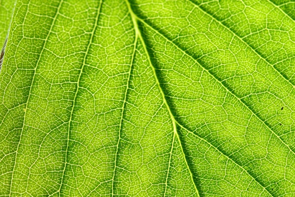 Folha verde — Fotografia de Stock