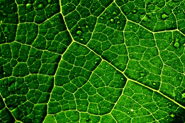 stock image Green leaf