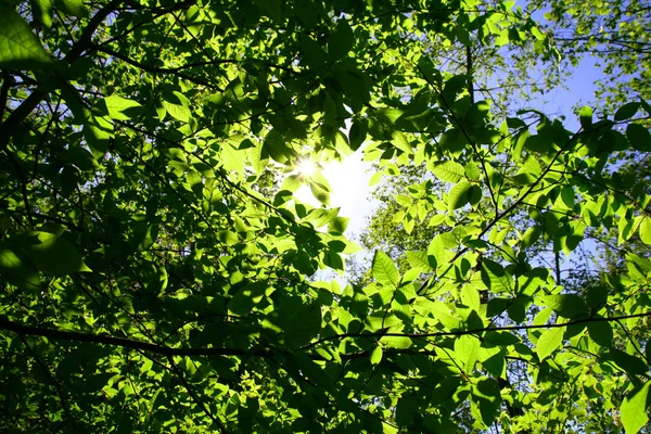 Зеленая свежая листва — стоковое фото