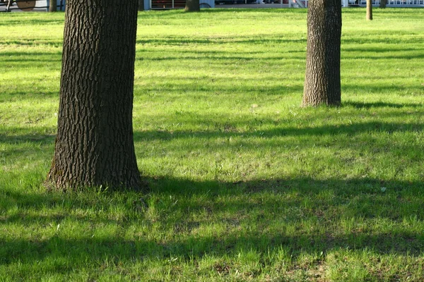 Sombra de campo de árvore — Fotografia de Stock