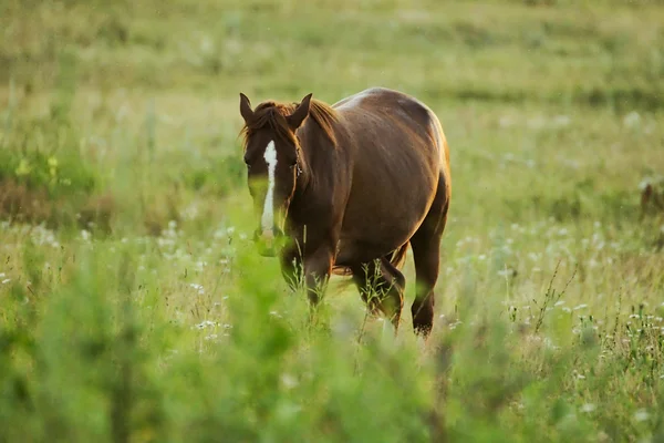 stock image A horse standing in a field