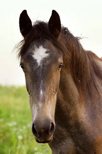 stock image A closeup photo of a horse