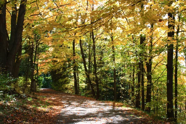 秋の国の道路. — ストック写真