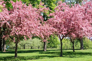 Blooming Cherry Garden. clipart