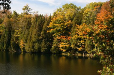 Trees and bushes around the lake Crawford colored in traditional early falls yellow, red, brown and green colours and their reflection in the water. clipart