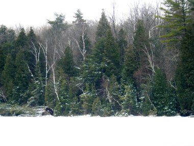 Kış pus sabah vahşi ormanda çevresinde göl crawford, ontario.