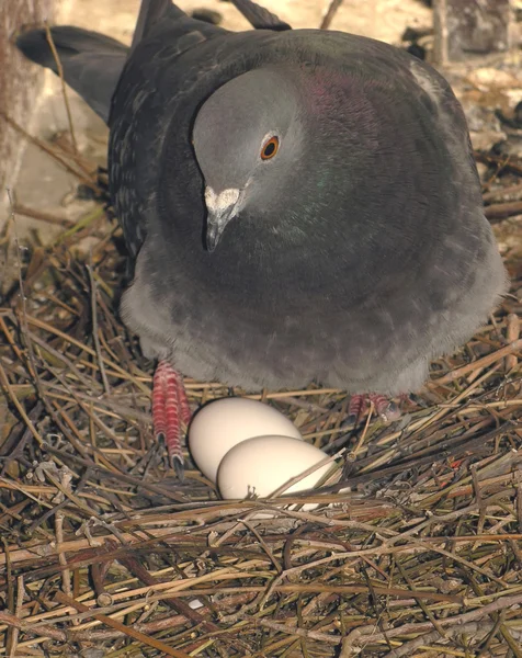 Œufs Incubation Pigeons Dans Nid Sur Toit Bâtiment — Photo