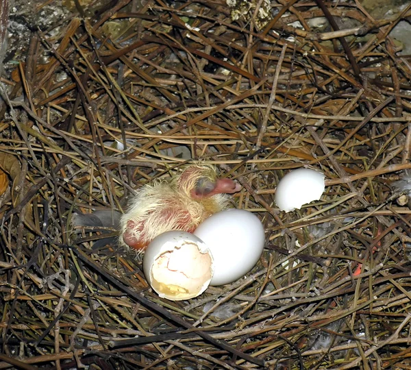 First egg is hatched. — Stock Photo, Image