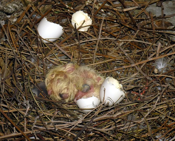 One day old hatchlings — Stock Photo, Image