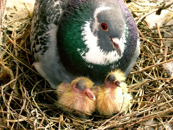 Two Baby Pigeons Old Pigeon Guarding Them — Stock Photo, Image