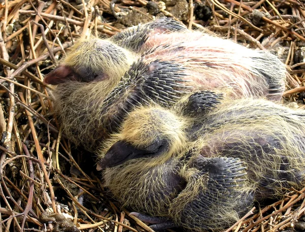 Two Already Grown Baby Pigeons Nest Trough Regular Feathers Still — Stock Photo, Image