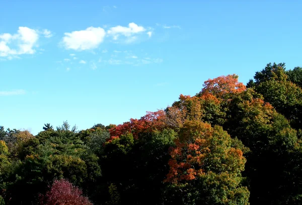 秋の色. — ストック写真