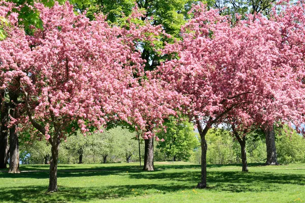 Jardim de cereja florescente . — Fotografia de Stock