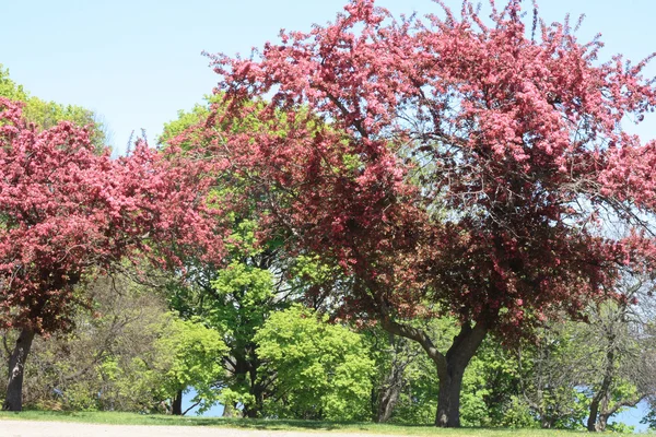 stock image Trees with red coloured flower blossoming in May.