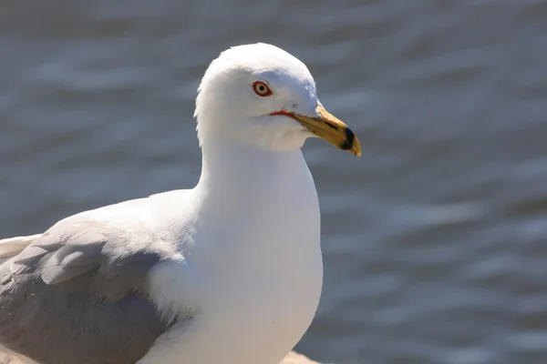 stock image Seagull profile close view in front of the water surface.