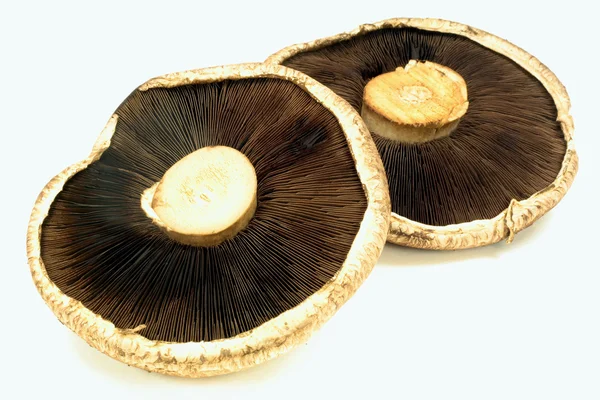 Portabella Cogumelos vista lateral de trás . — Fotografia de Stock