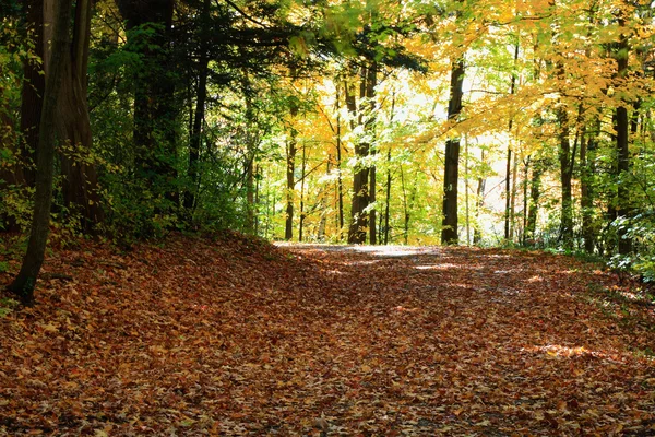 Forest road in Fall season.