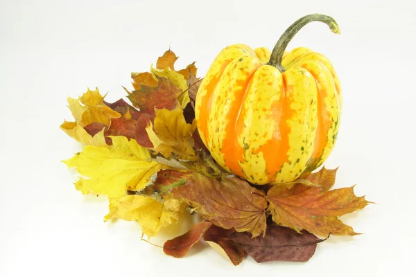 Autumn etude with pumpkin. — Stock Photo, Image