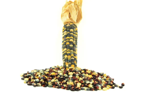 Цветная декоративная мексиканская кукуруза . — стоковое фото