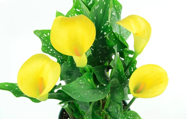 stock image Still picture of group of yellow Calla Lily with the typical for the yellow Calla Lily green with white spots leaves.