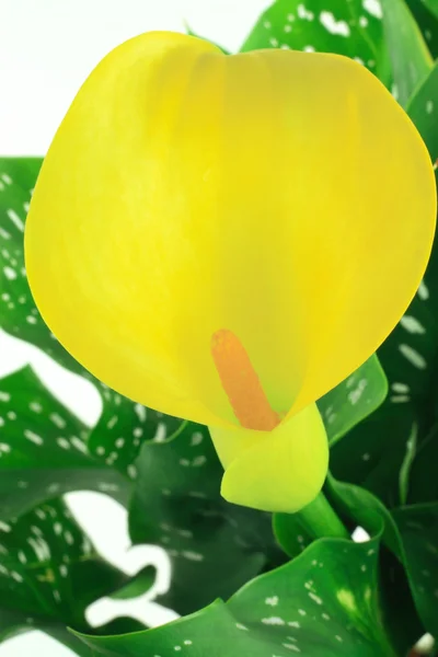 stock image Close-up view of yellow Calla Lily.