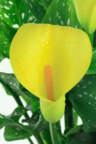 Bloesem met water druppels close-up weergave van gele calla lelie. — Stockfoto