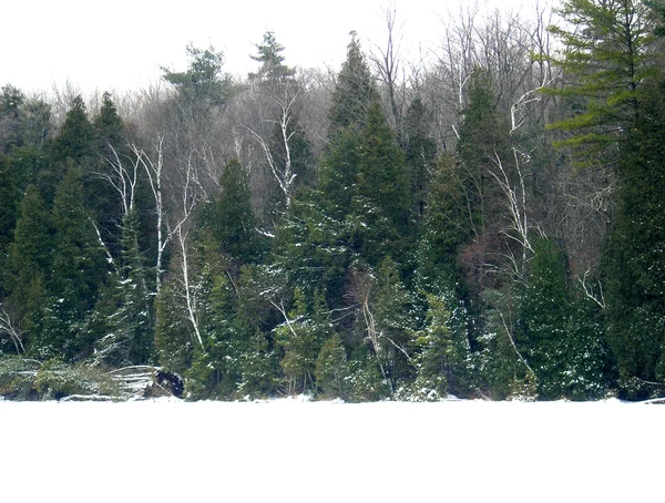 Zimní Ráno Mlha Lesním Kolem Jezera Crawford Ontario — Stock fotografie