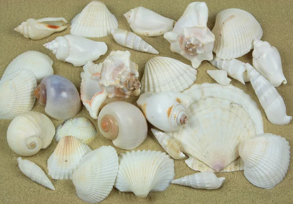 Még Kép Csoport Különböző Típusú Tengeri Puhatestűek Seashells Mint Homok — Stock Fotó