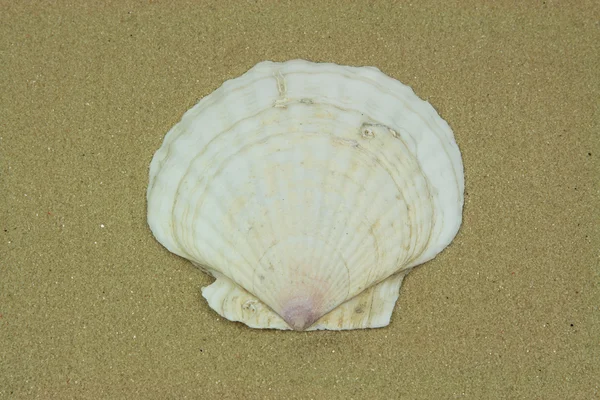 Mušlí shell přes písek. — Stock fotografie