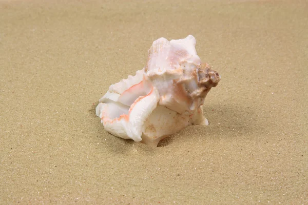 海のカタツムリ 砂の背景の上の つのシェルの静止画像 — ストック写真