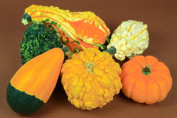 Gourds with smooth-skin and pebbled-skin. — Stock Photo, Image