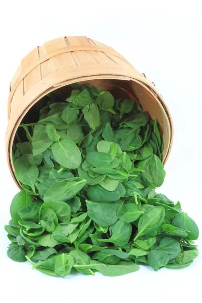 Organic baby spinach. — Stock Photo, Image