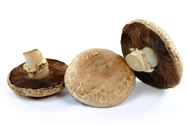 Still life picture of group of three organic mushrooms Portobello top side and bottom sides spores, caps and stalks over white background.