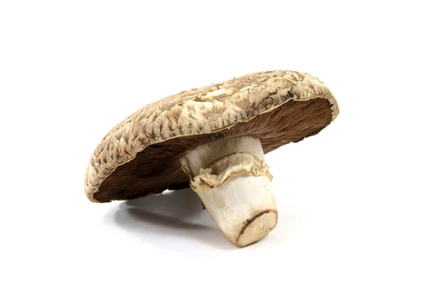 Крупный план органического гриба Portobello . — стоковое фото