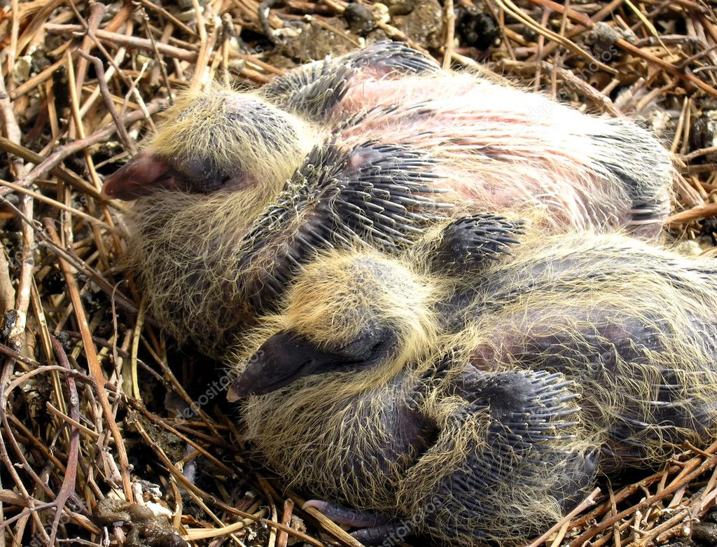 1 730 Baby Pigeon Stock Photos Images Download Baby Pigeon Pictures On Depositphotos