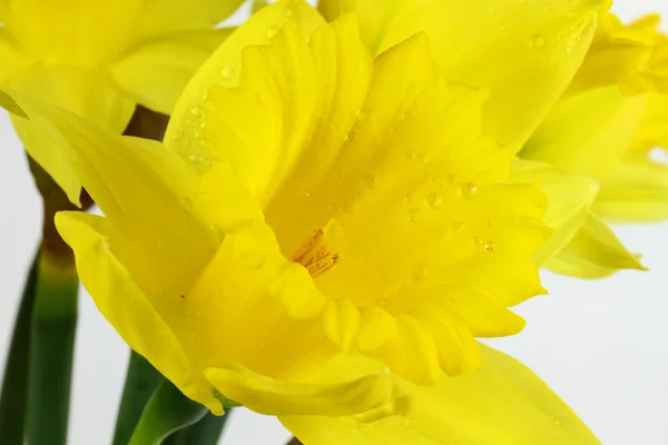 Narciso amarillo con gotas de agua en flor macro foto . —  Fotos de Stock