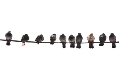 Pigeons on the wire clipart