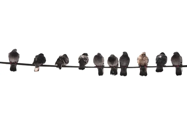 Pigeons on the wire — Stock Photo, Image