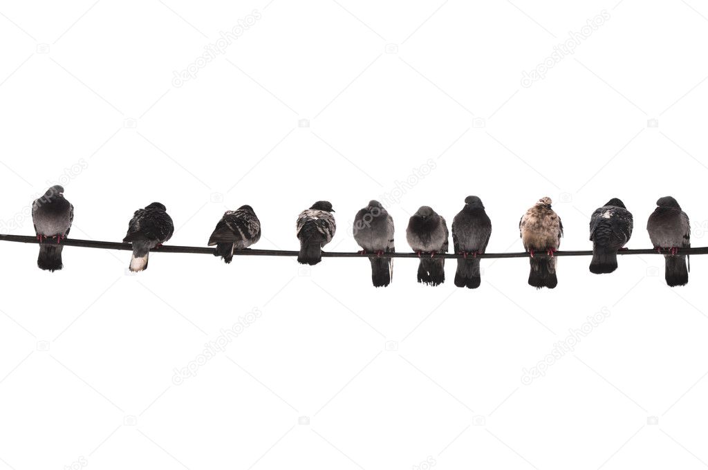 Pigeons on the wire