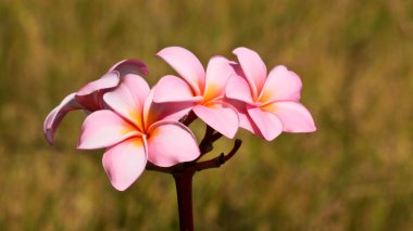 Plumeria Çiçek rengi pembe.