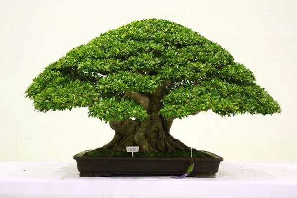 Banyan Oder Ficus Bonsai Baum — Stockfoto