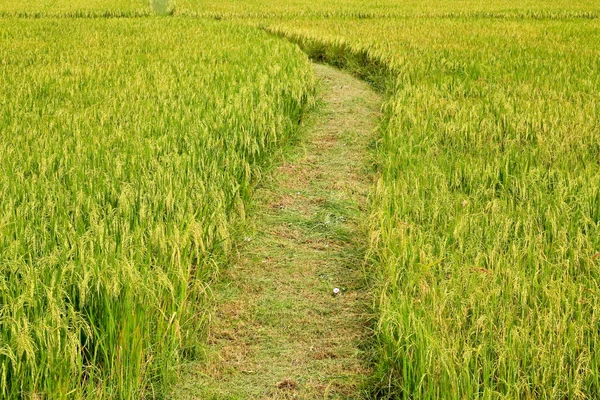緑の米農場. — ストック写真