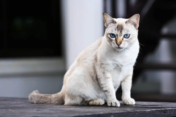 stock image White cat.