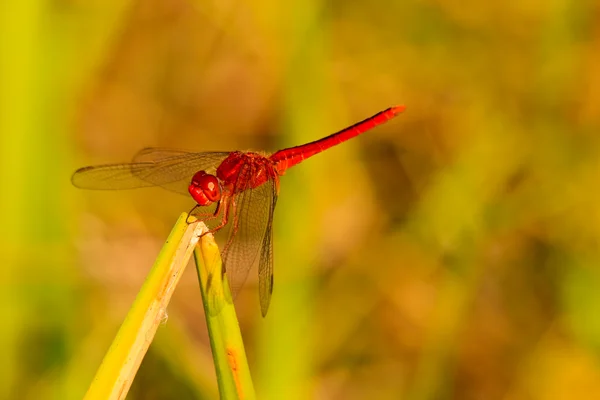 Κόκκινο Dragonfly Στην Πράσινο Φύλλο — Φωτογραφία Αρχείου