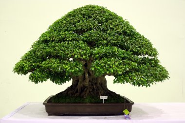 Banyan veya ficus bonsai ağacı .