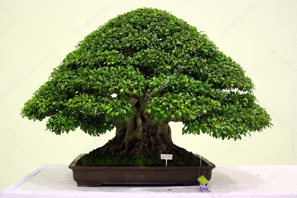 Banyan or ficus bonsai tree . — Stock Photo © goodgold99 4782866